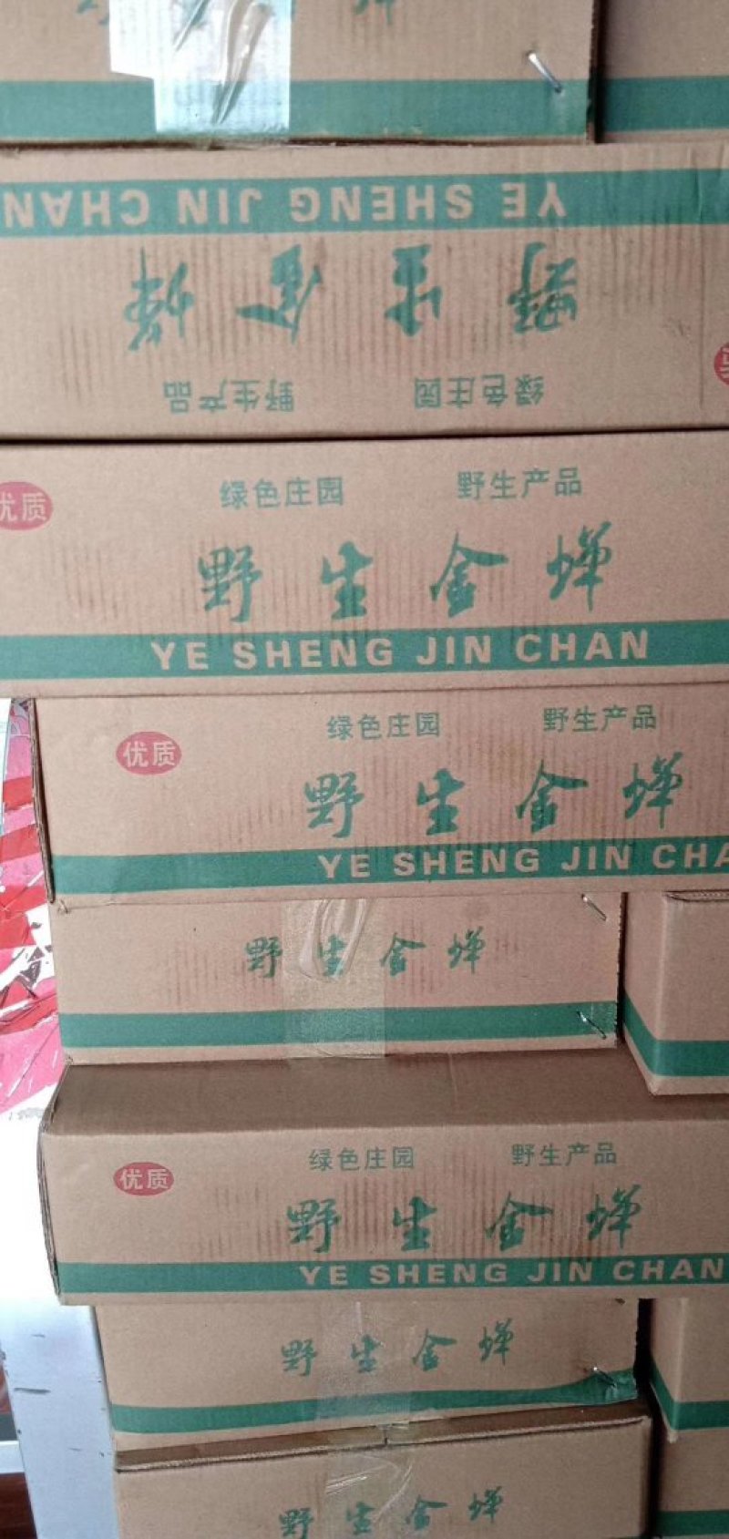 白蝉