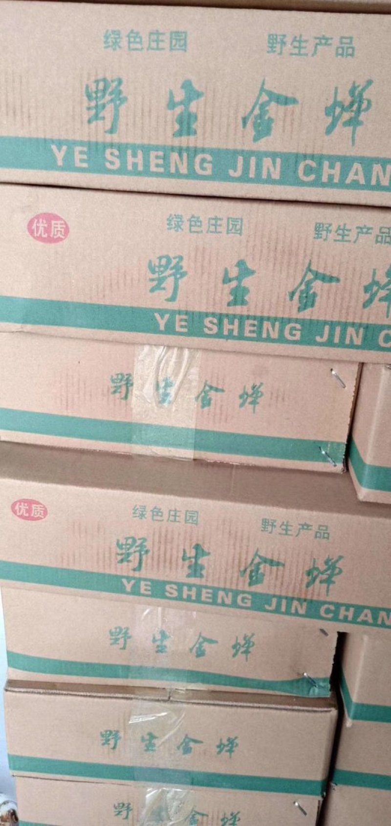 白蝉