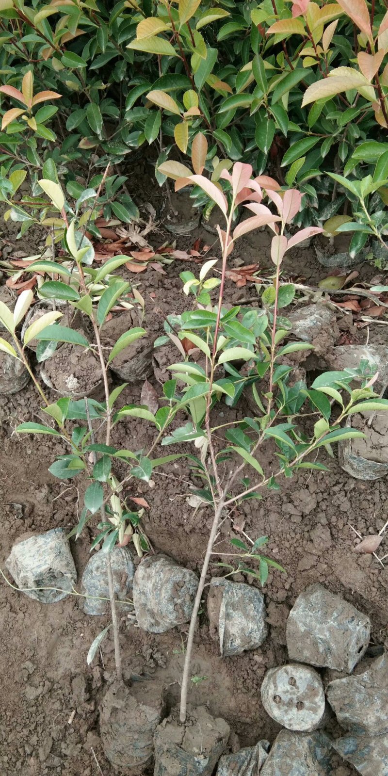 红叶石楠独杆树苗红叶石楠红叶石楠苗
