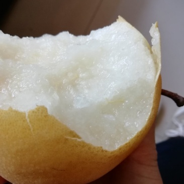 皮薄水大，甘甜可口