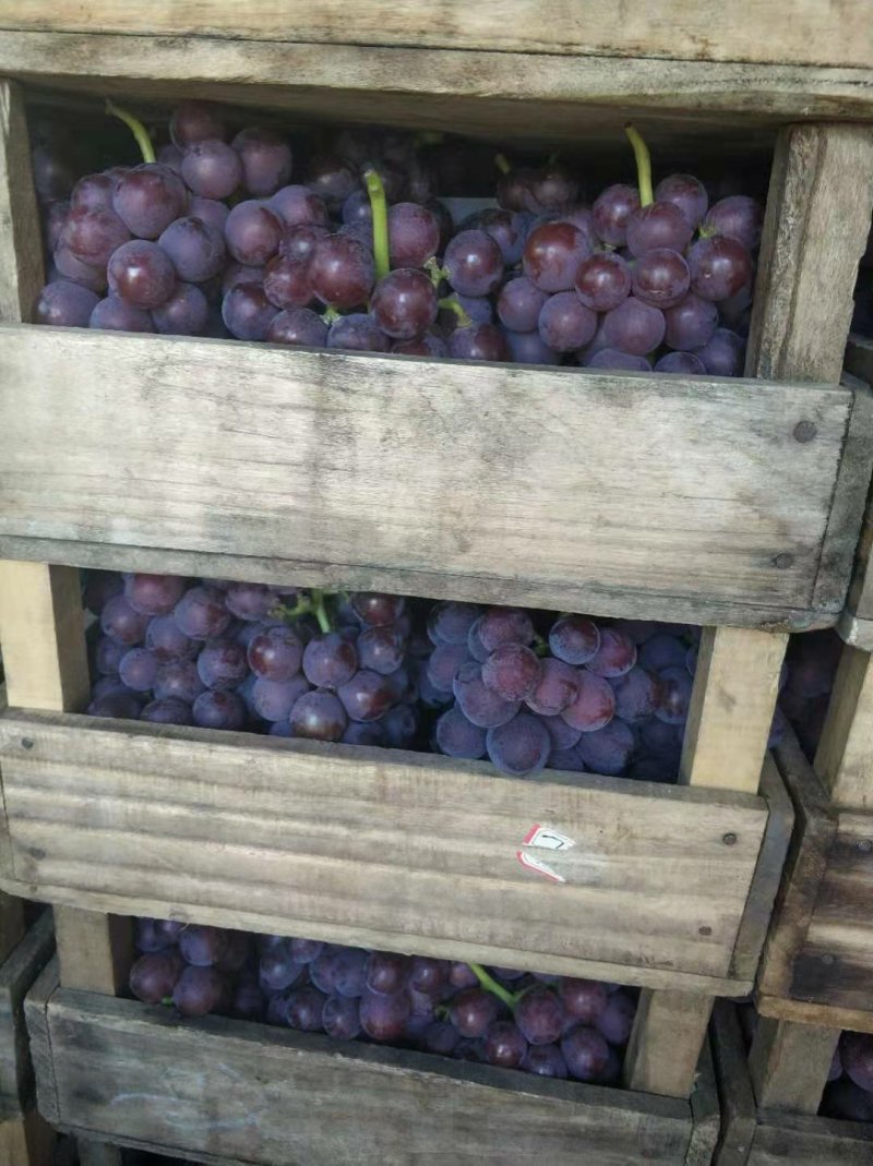 淄博沂源葡萄巨峰葡萄套袋