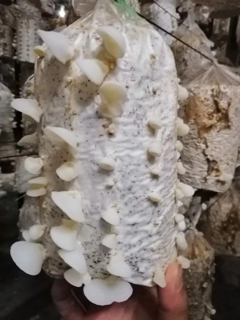 各种菌包