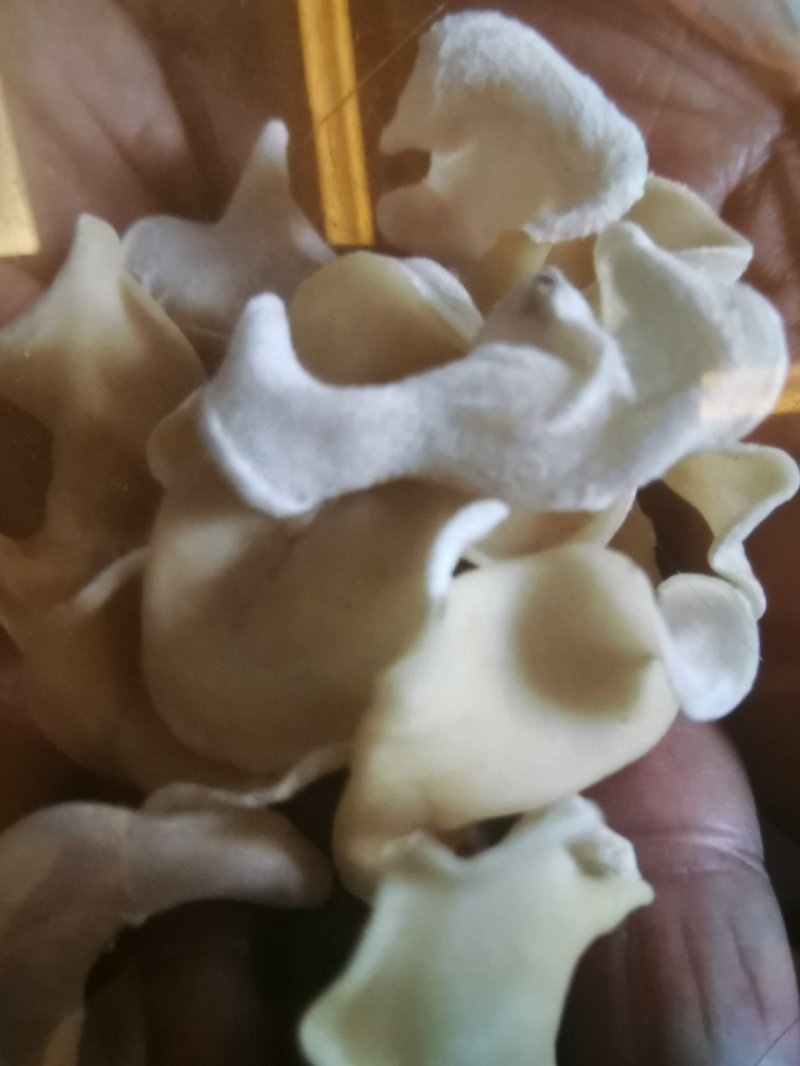 各种菌包