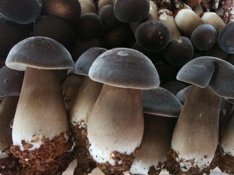 各种菌包