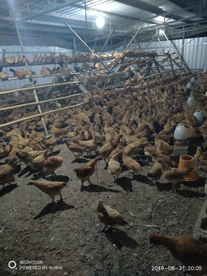 脱温鸡红冠乌皮