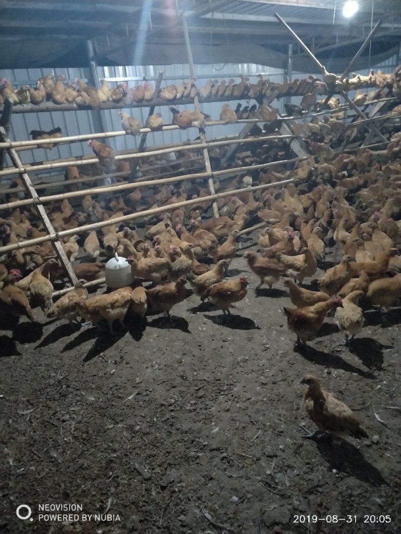 脱温鸡红冠乌皮