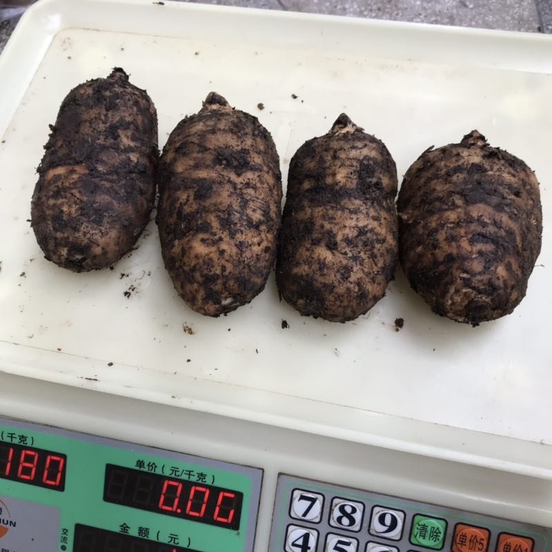 昭通小草坝野生新鲜天麻，欢迎电商平台。代办代收代发。