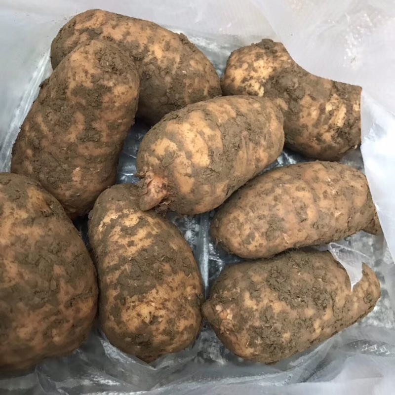 昭通小草坝野生新鲜天麻，欢迎电商平台。代办代收代发。