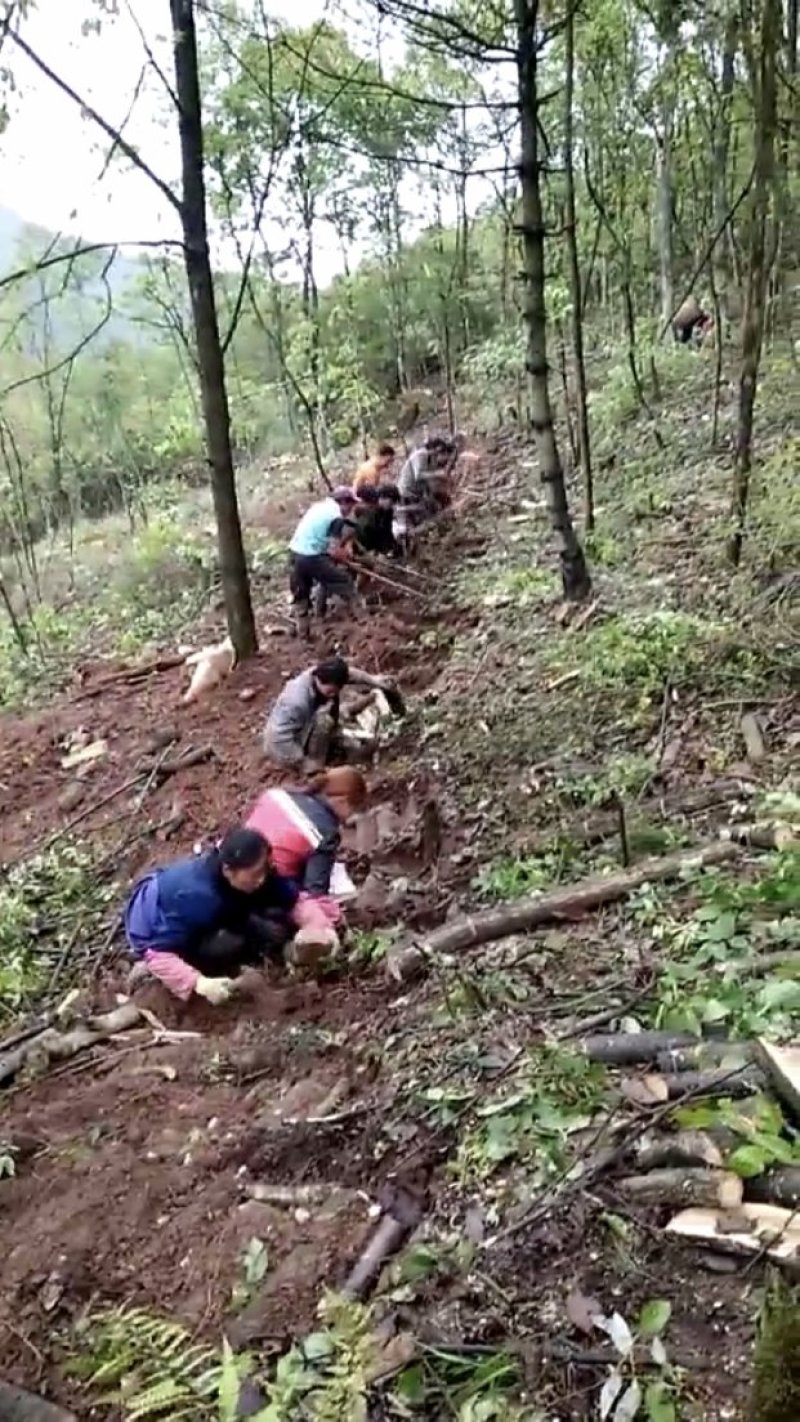 昭通小草坝野生新鲜天麻，欢迎电商平台。代办代收代发。
