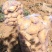 福田90土豆🥔