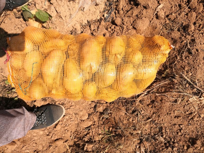 福田90土豆🥔