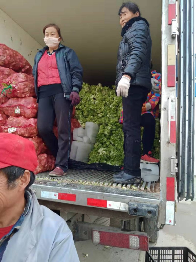 儿菜万亩基地，质量高价格好，量大从优，跟踪服务！