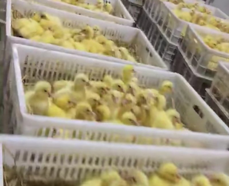 鹅苗大白鹅朗德鹅土鹅苗各种鹅苗鸡苗