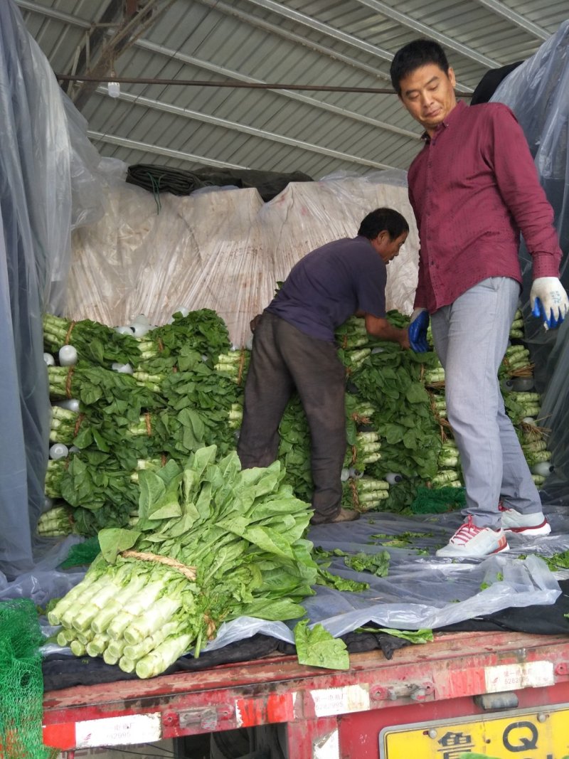 三青莴笋无裂纹颜色绿高度50单颗2斤大量有货基地三青莴笋