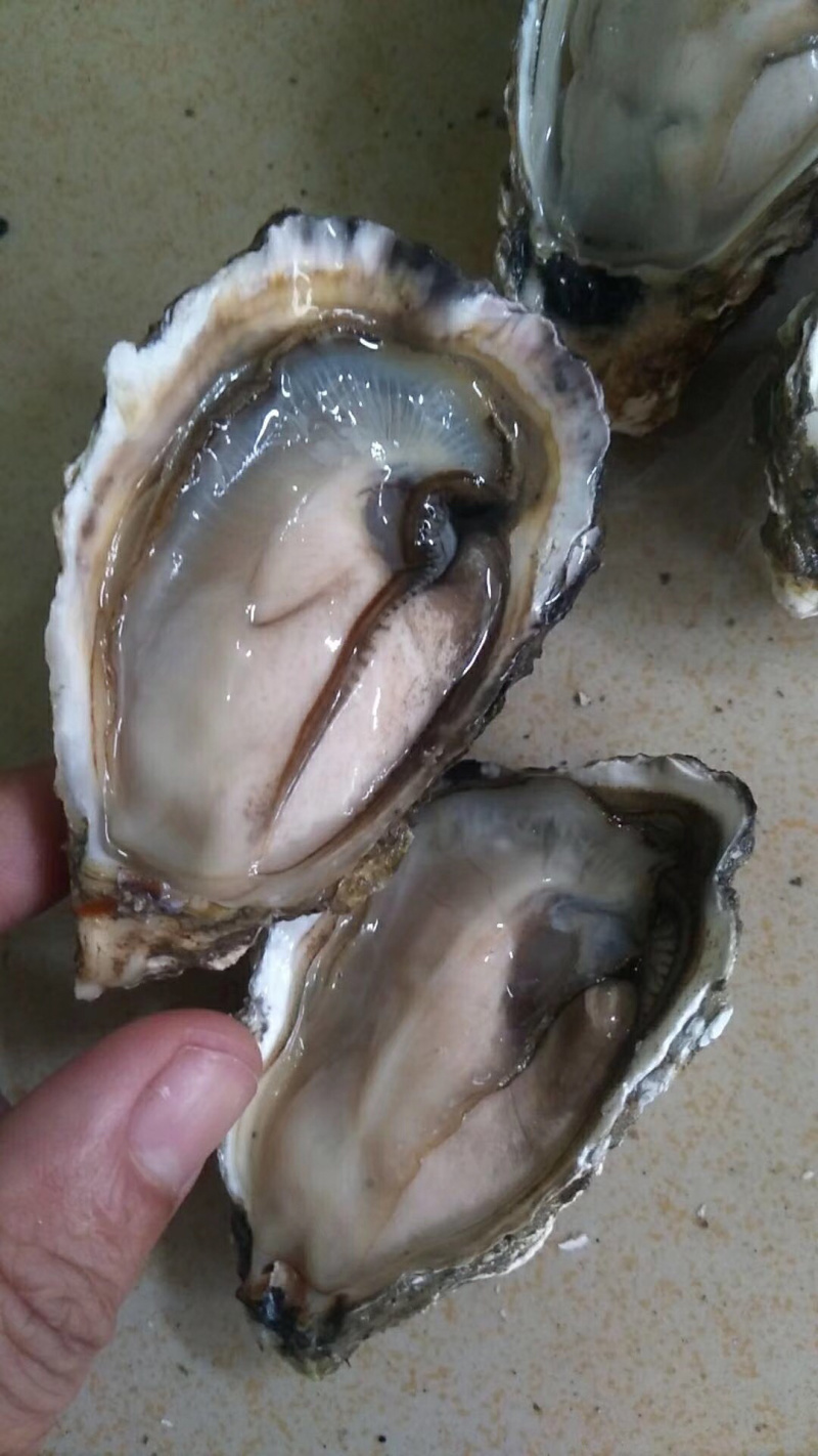 深海蚝