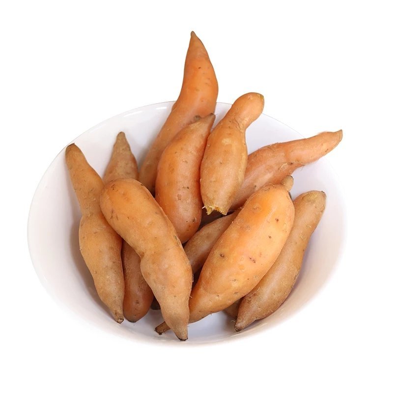 紫云红芯薯