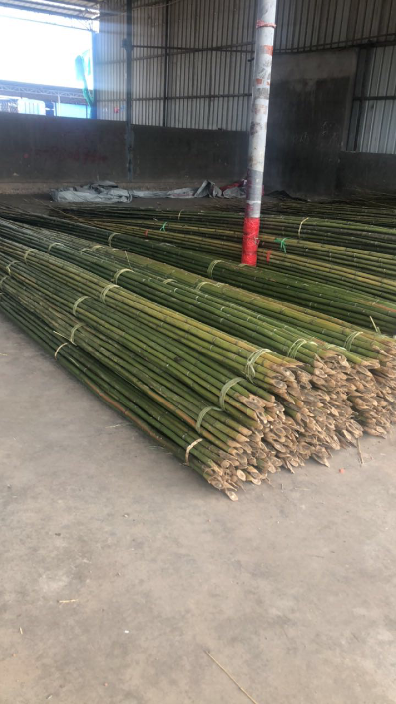精品大棚竹