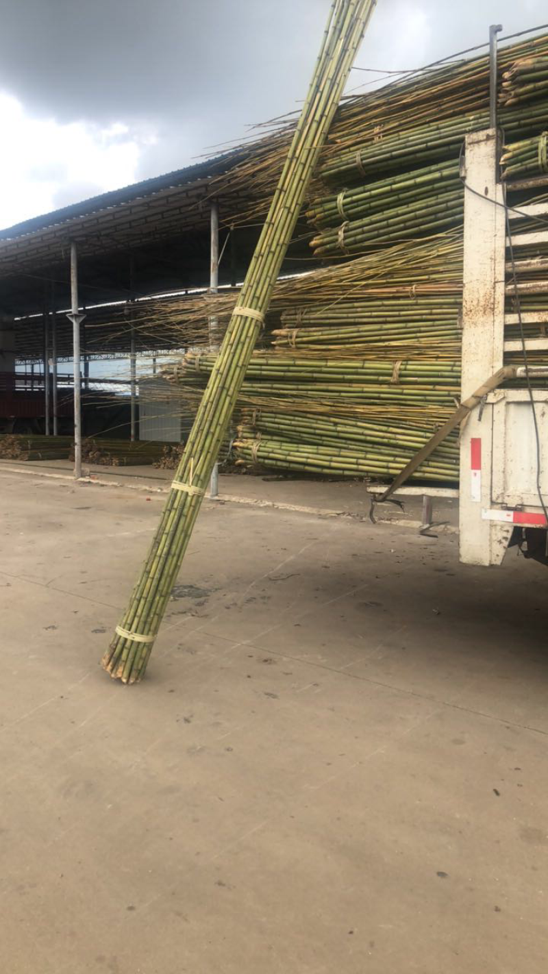 精品大棚竹