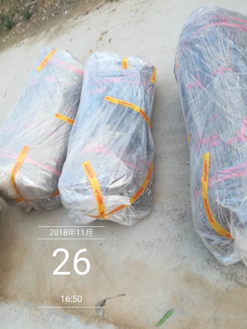 毛桃树苗毛桃苗高度2米地径0.8—2公分