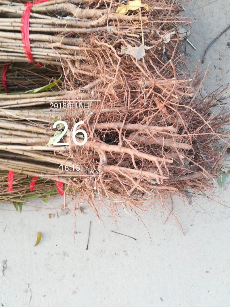 毛桃树苗毛桃苗高度2米地径0.8—2公分