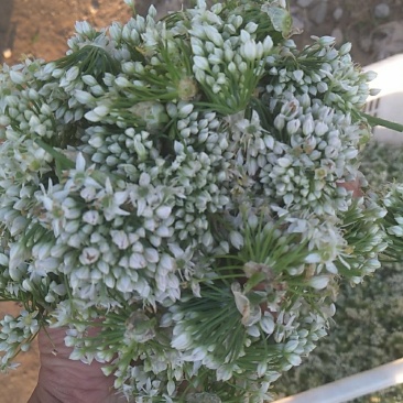 韭菜花，韭花大量供应