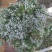 韭菜花，韭花大量供应
