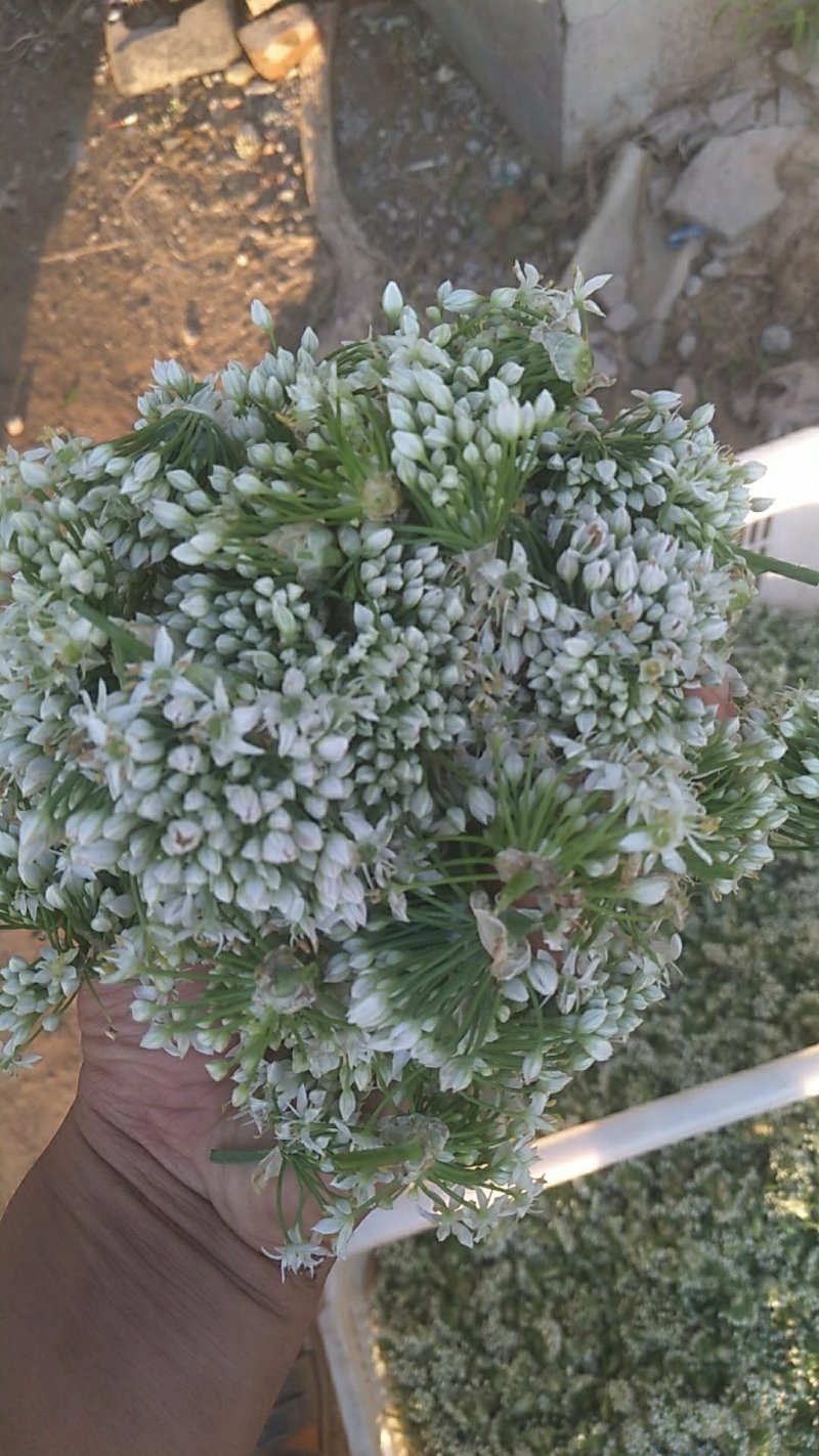 韭菜花，韭花大量供应