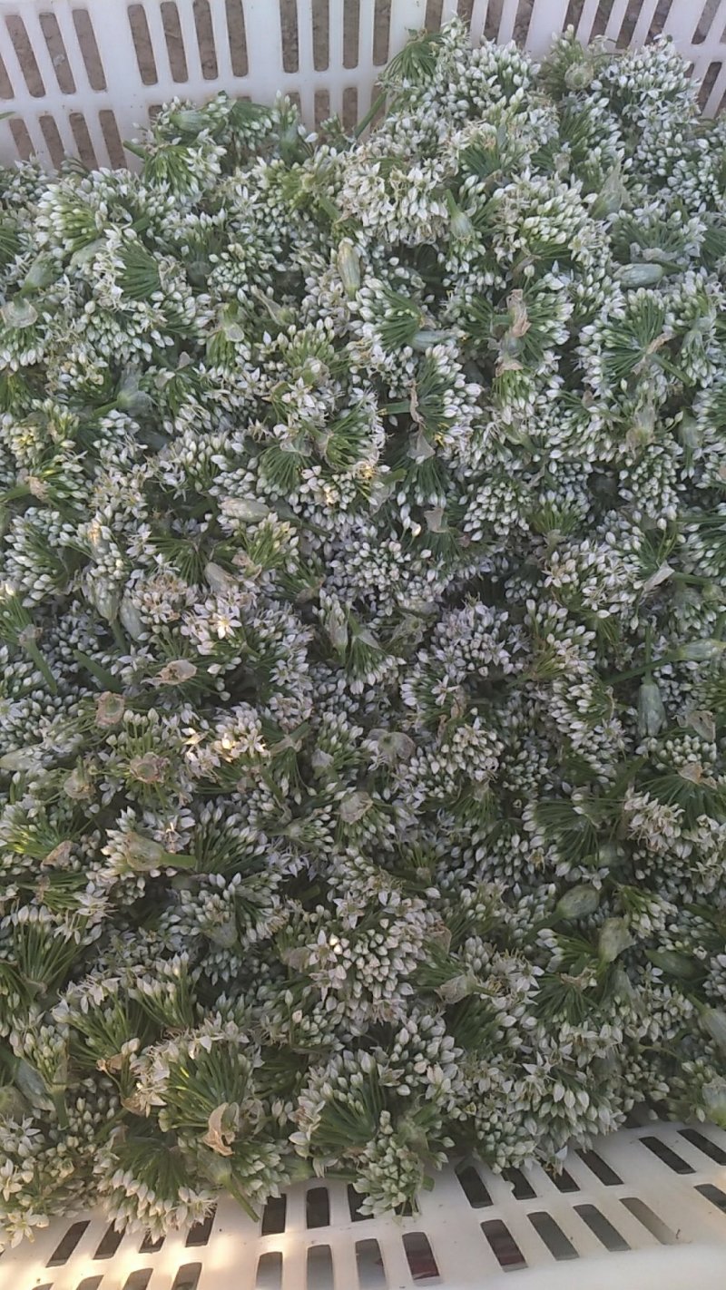 韭菜花，韭花大量供应