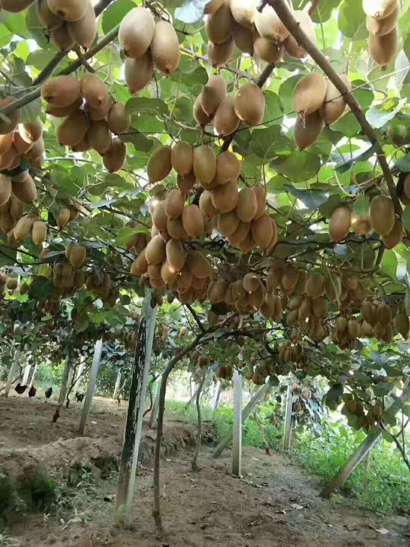 湖南省湘西土家族富硒猕猴桃