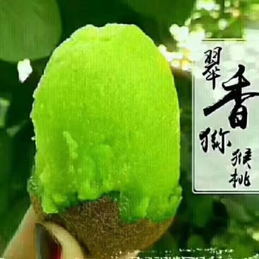 翠香猕猴桃，周至猕猴桃色好，味道好，价格低，坏过包赔