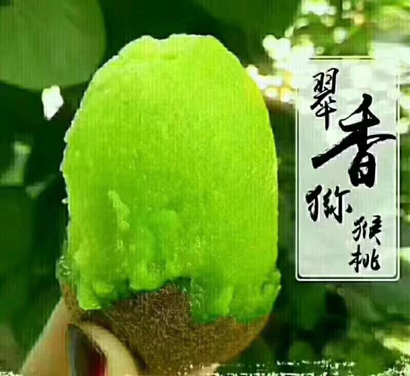 翠香猕猴桃，周至猕猴桃色好，味道好，价格低，坏过包赔
