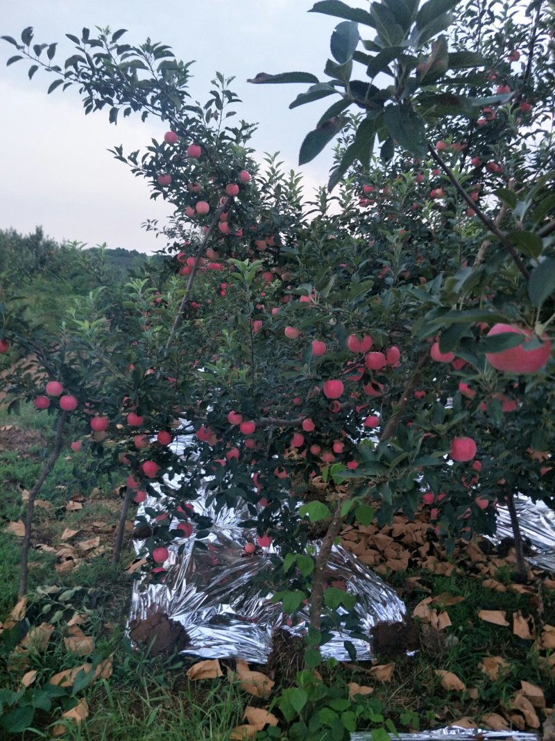 苹果优质苹果红钱富士苹果大量订货中！价格不高！货源充足