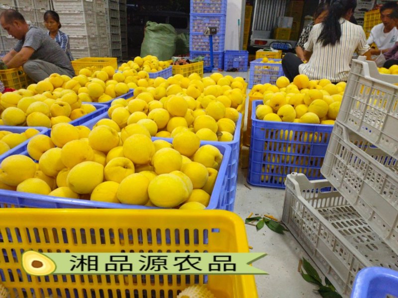 早熟黄桃苗黄贵妃红贵妃金灿（韩国）黄锦香系列