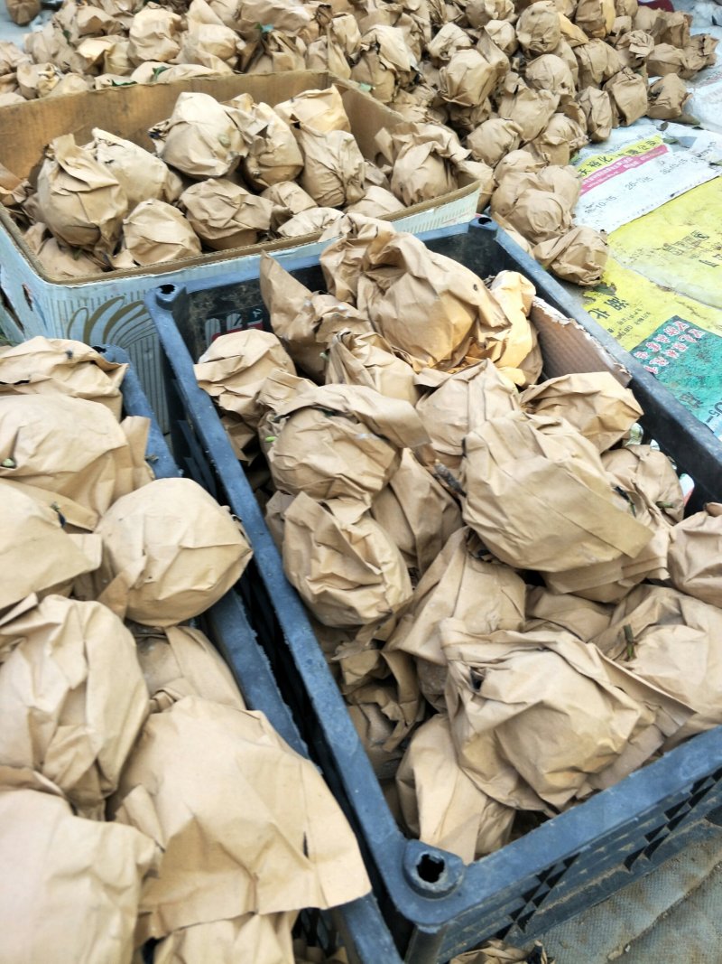 黄元帅苹果今年新货！量大从优，诚信为本欢迎来电