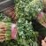 香菜精品大叶香菜20—30厘米河南濮阳可发全国