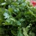 【滑县香菜】精品大叶香菜20—30厘米河南濮阳可发全国