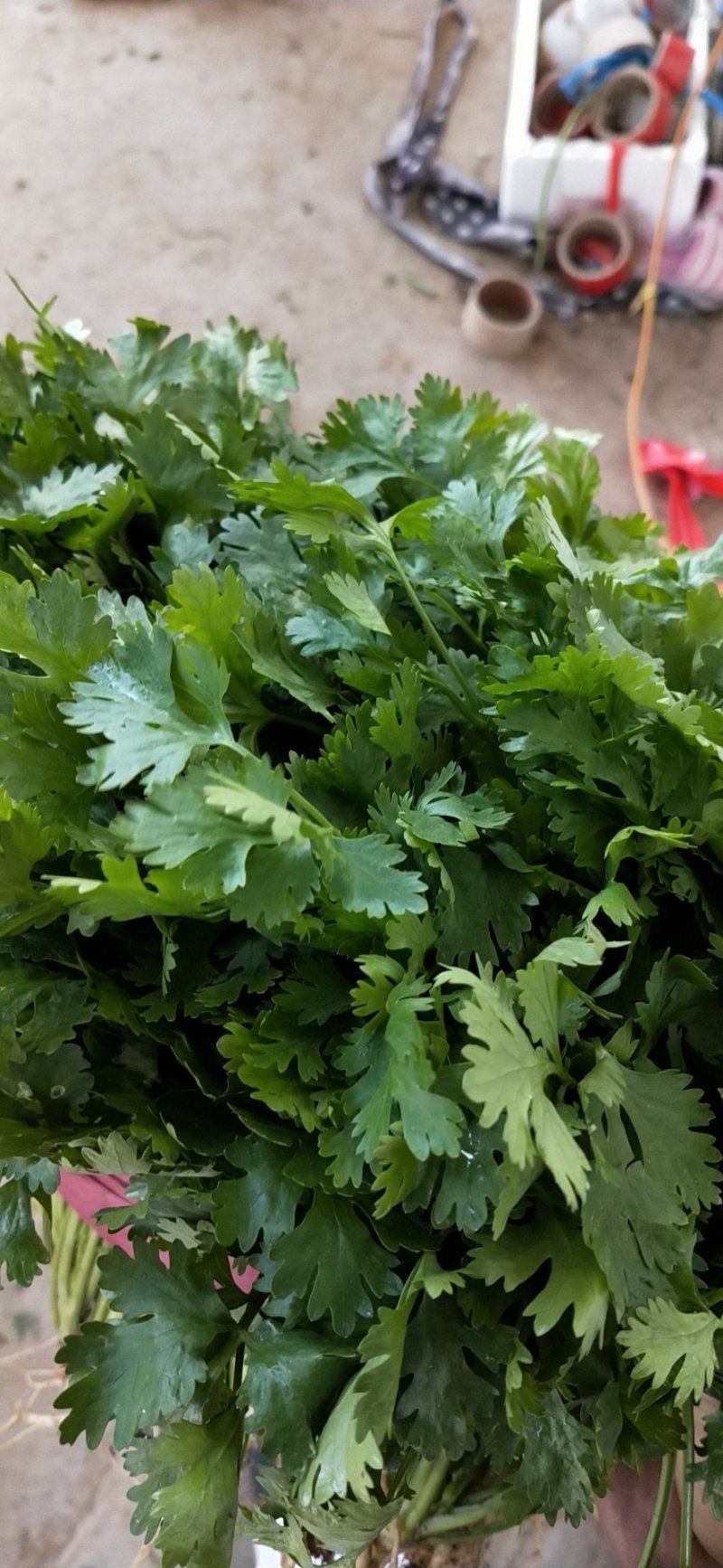 【滑县香菜】精品大叶香菜20—30厘米河南濮阳可发全国