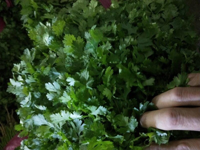 【滑县香菜】精品大叶香菜20—30厘米河南濮阳可发全国