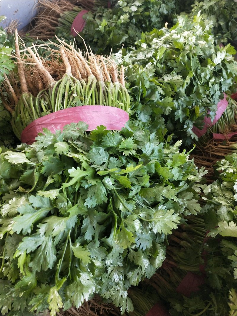 【滑县香菜】精品大叶香菜20—30厘米河南濮阳可发全国