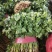 【滑县香菜】精品大叶香菜20—30厘米河南濮阳可发全国