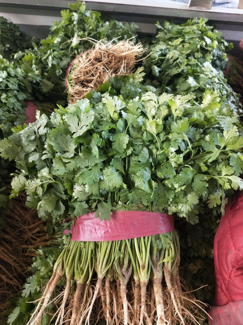 【滑县香菜】精品大叶香菜20—30厘米河南濮阳可发全国