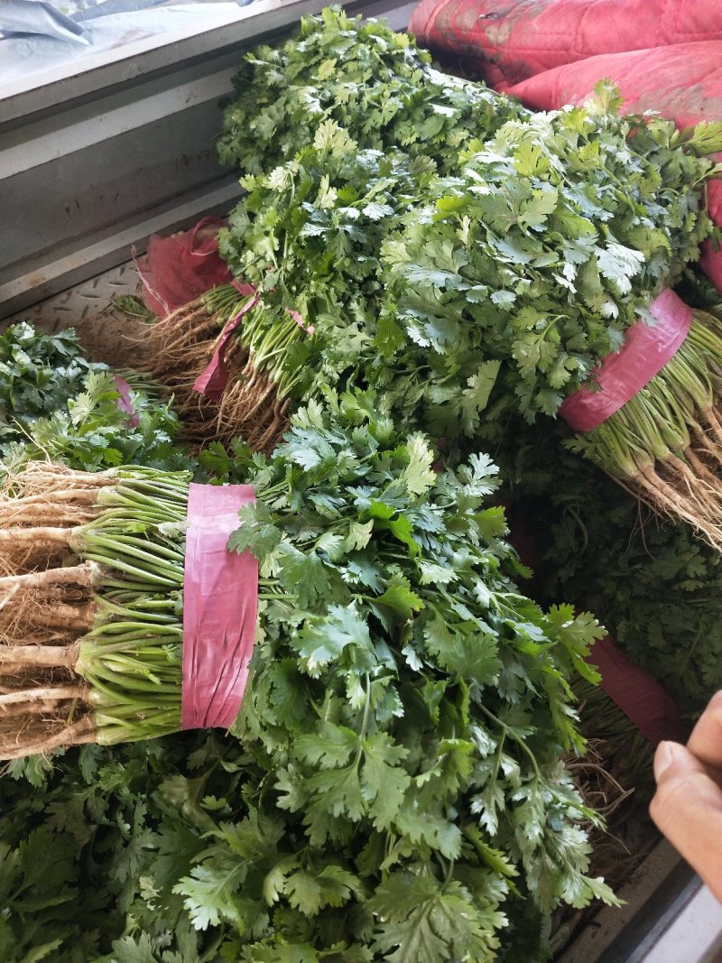 【滑县香菜】精品大叶香菜20—30厘米河南濮阳可发全国
