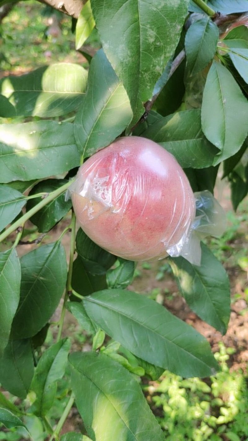 水蜜桃（中桃21）