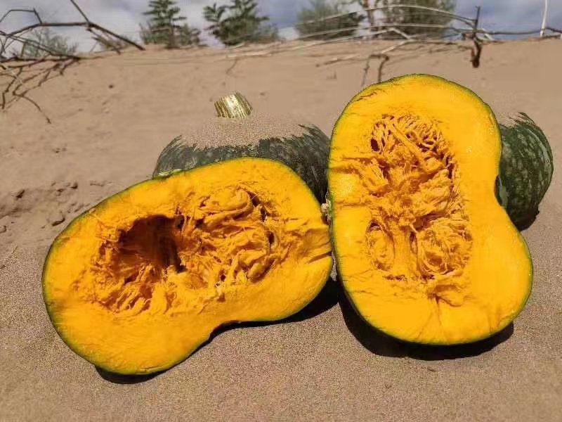 沙漠板栗南瓜