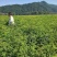 刺槐苗一年生刺槐苗，白花，一手货源。。。。。。