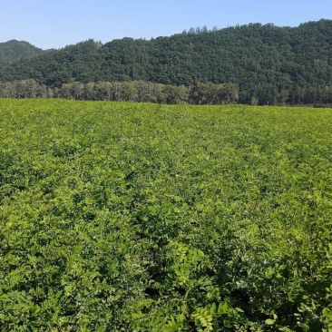 刺槐苗一年生刺槐苗，白花，一手货源。。。。。。
