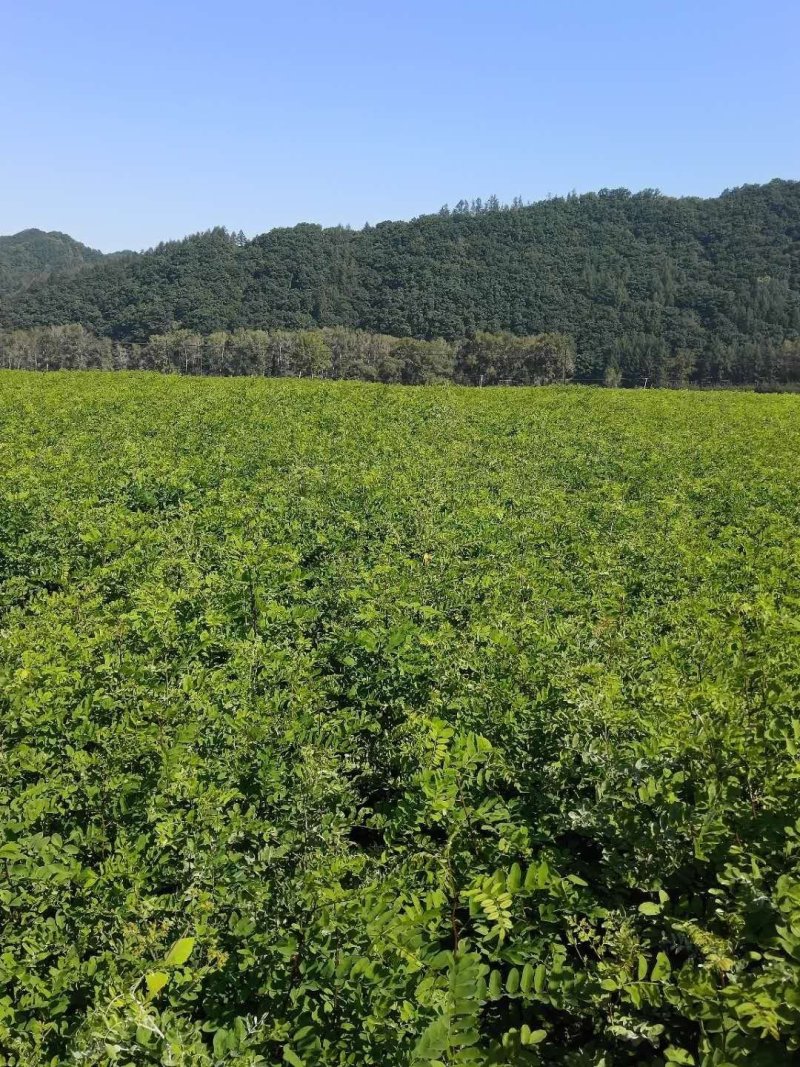 刺槐苗一年生刺槐苗，白花，一手货源。。。。。。