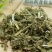 荔枝草千余品种供应承接订单