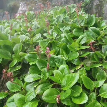 中药材岩白菜