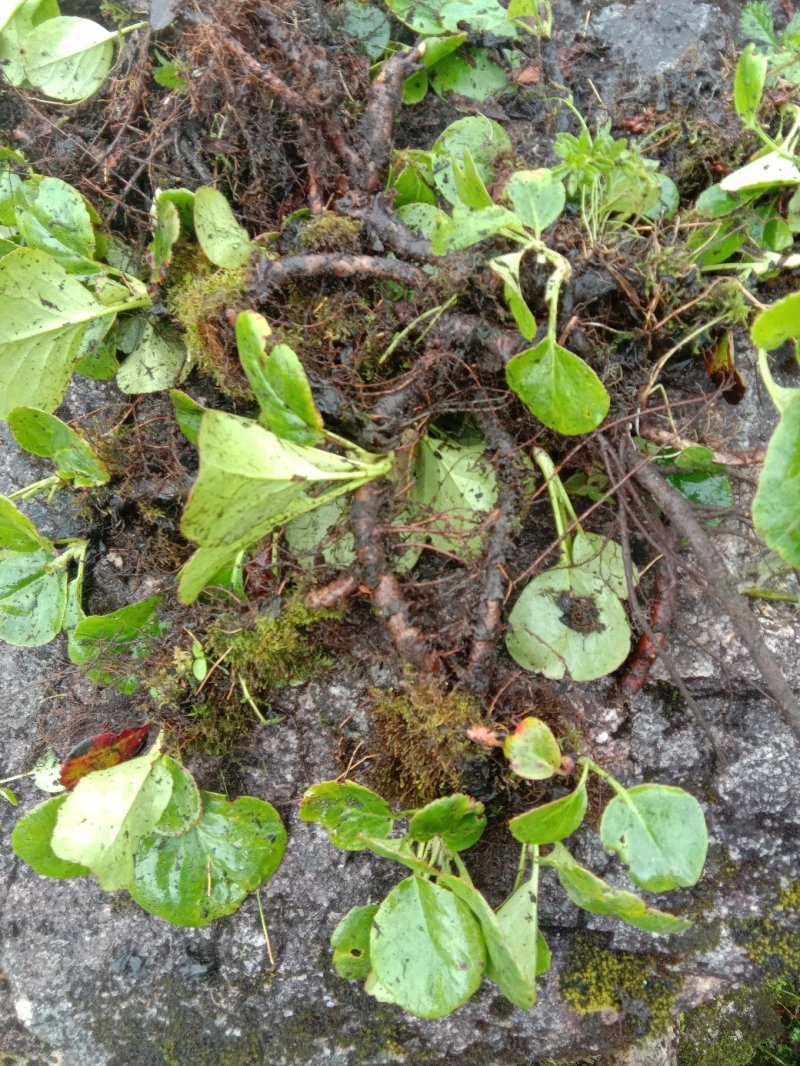 中药材岩白菜